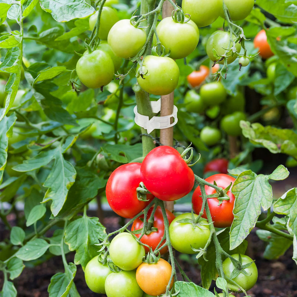 Qunclay clips fastening vines to trellis string, stable vertical growth benefit