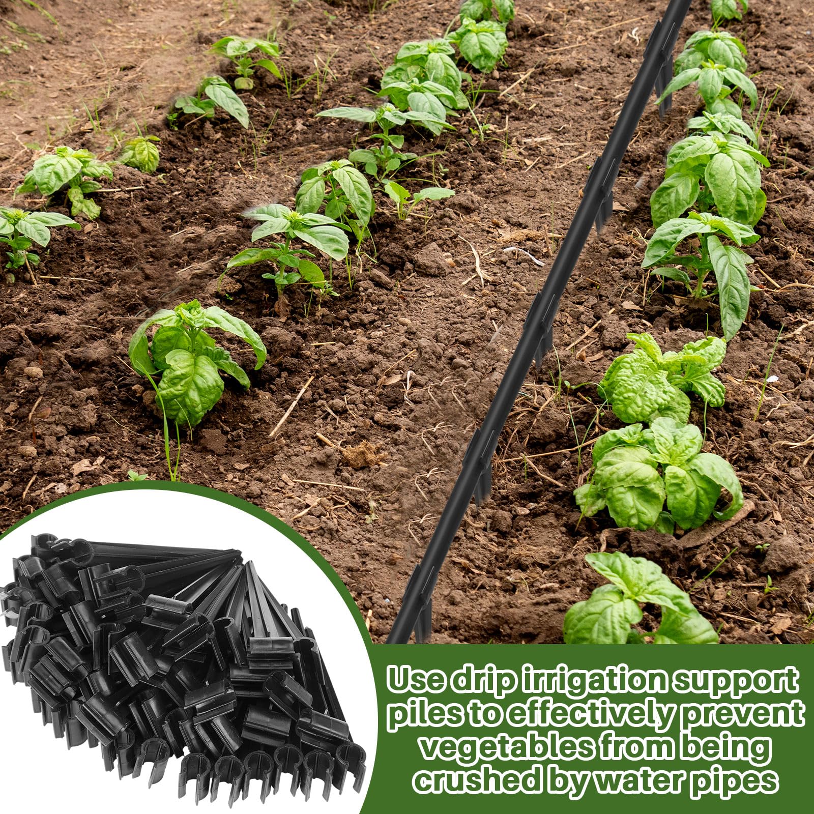 Quzzil staked irrigation lines in a greenhouse keeping emitters positioned