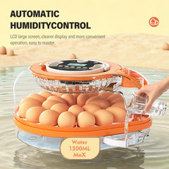 QVKHPCL egg tray loaded with 26 eggs demonstrating high-capacity benefit