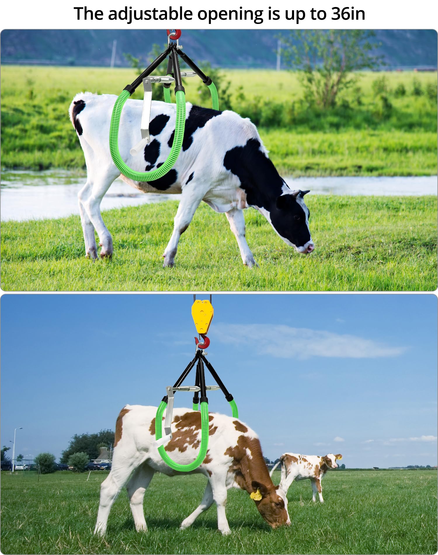 QWORK lifter in use on a farm aiding a cow for safer handling