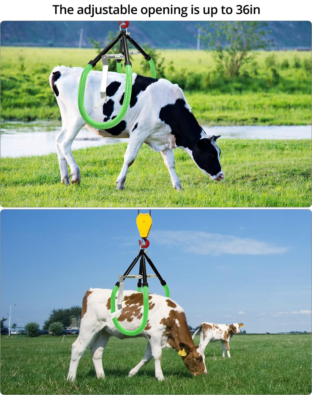 QWORK lifter in use on a farm aiding a cow for safer handling