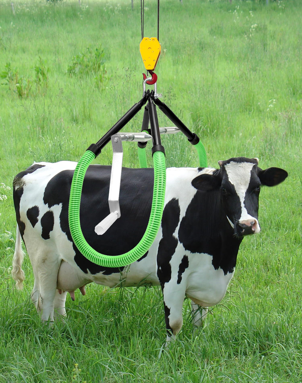 QWORK size comparison beside cow illustrating scale and lifting capacity