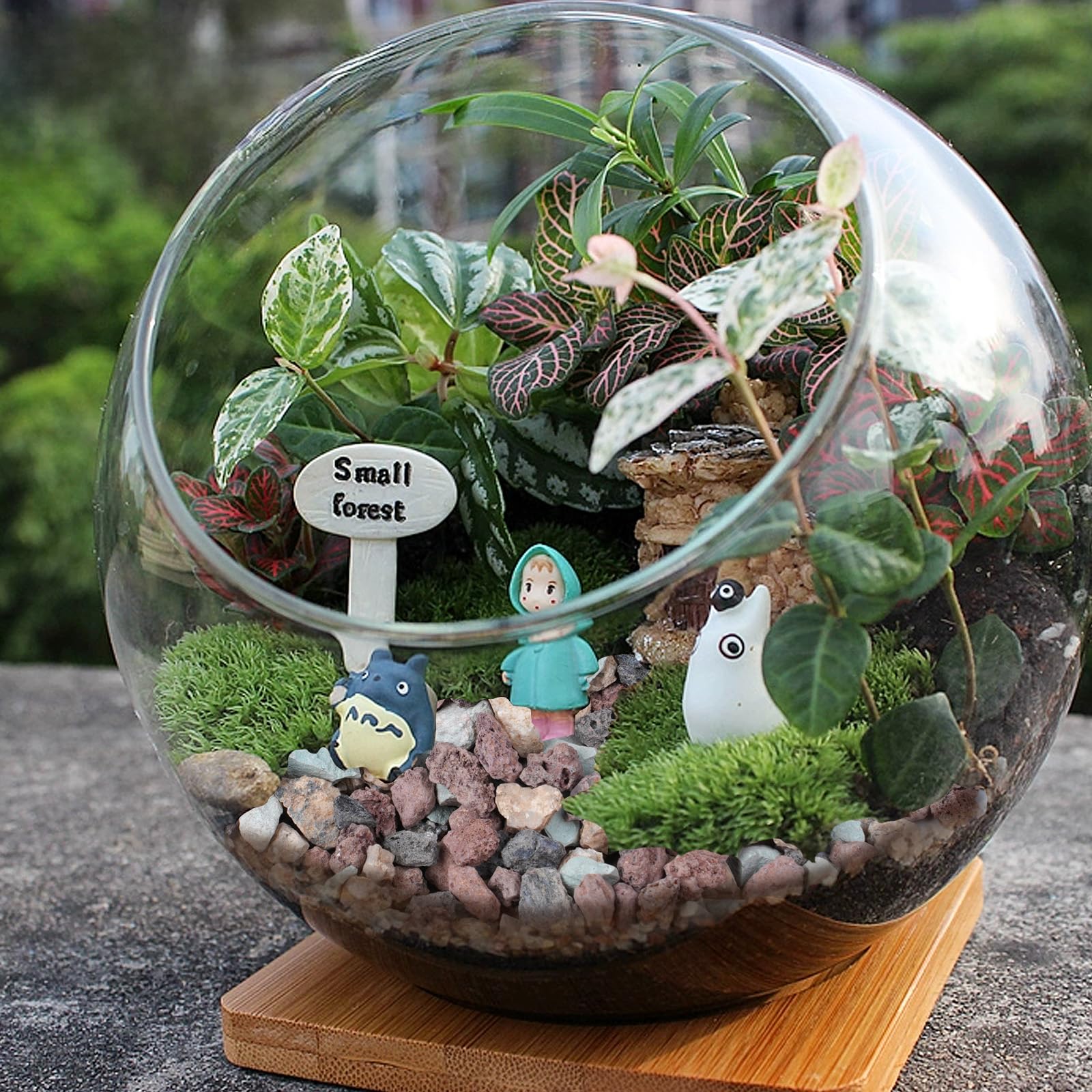 Rahato bonsai display with lava rocks enhancing stability and visual appeal