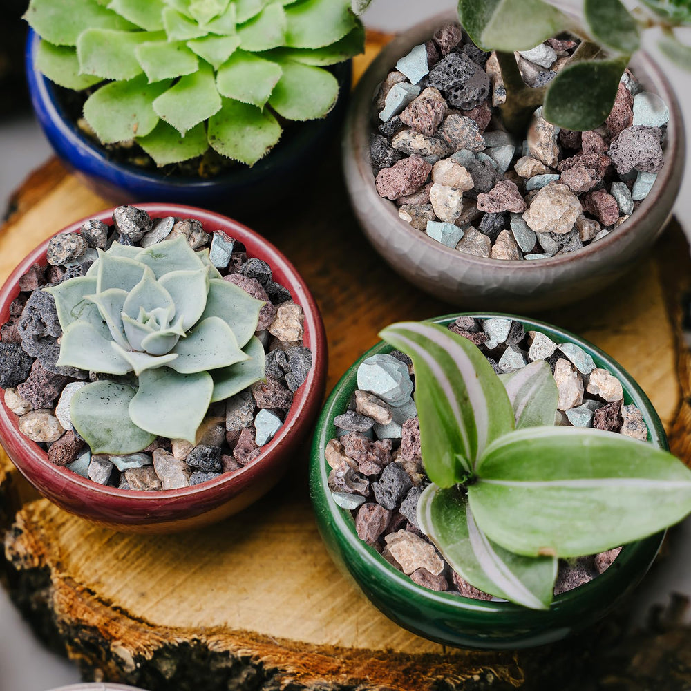 Rahato terrarium decorated with lava rocks adding natural aesthetics and structure