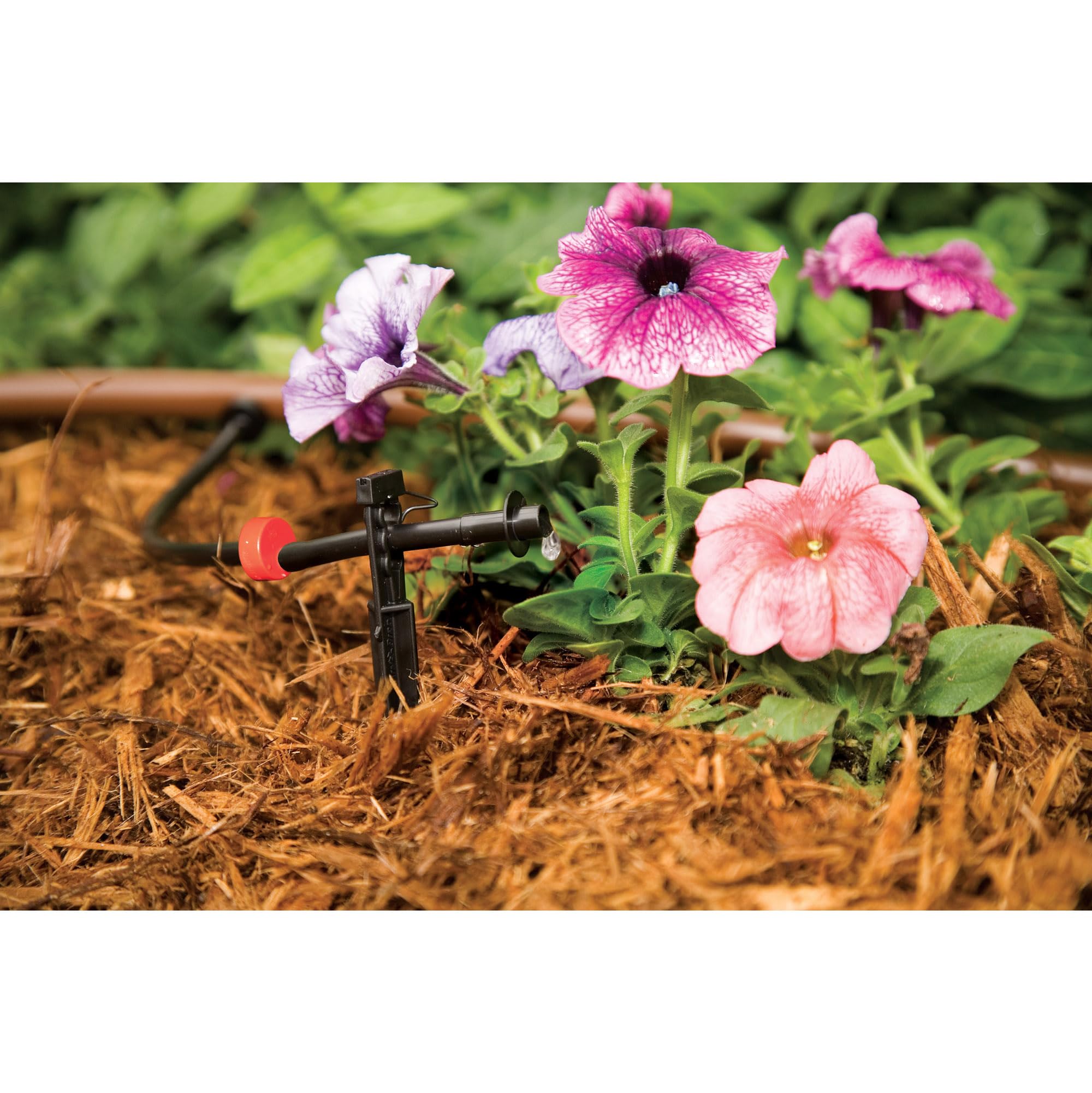 Rain Bird 360° staked micro-spray riser showing adjustable spray pattern