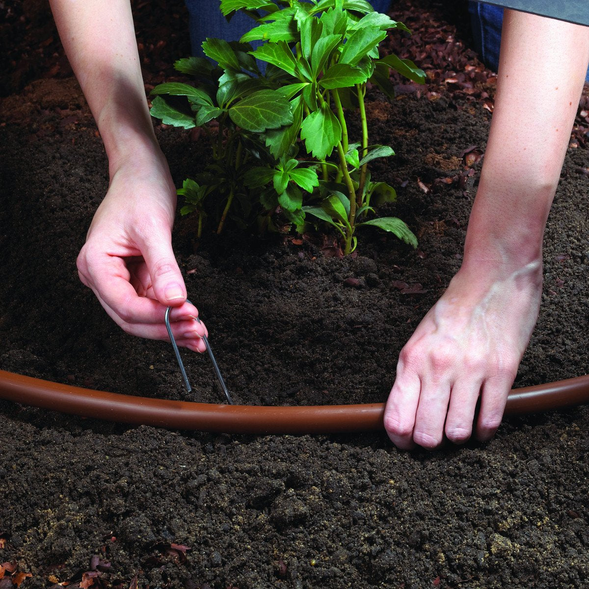 Raindrip 50 ft main tubing laid along garden bed for efficient routing