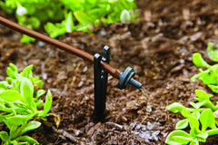 Raindrip pressure regulator and filter close-up protecting emitters
