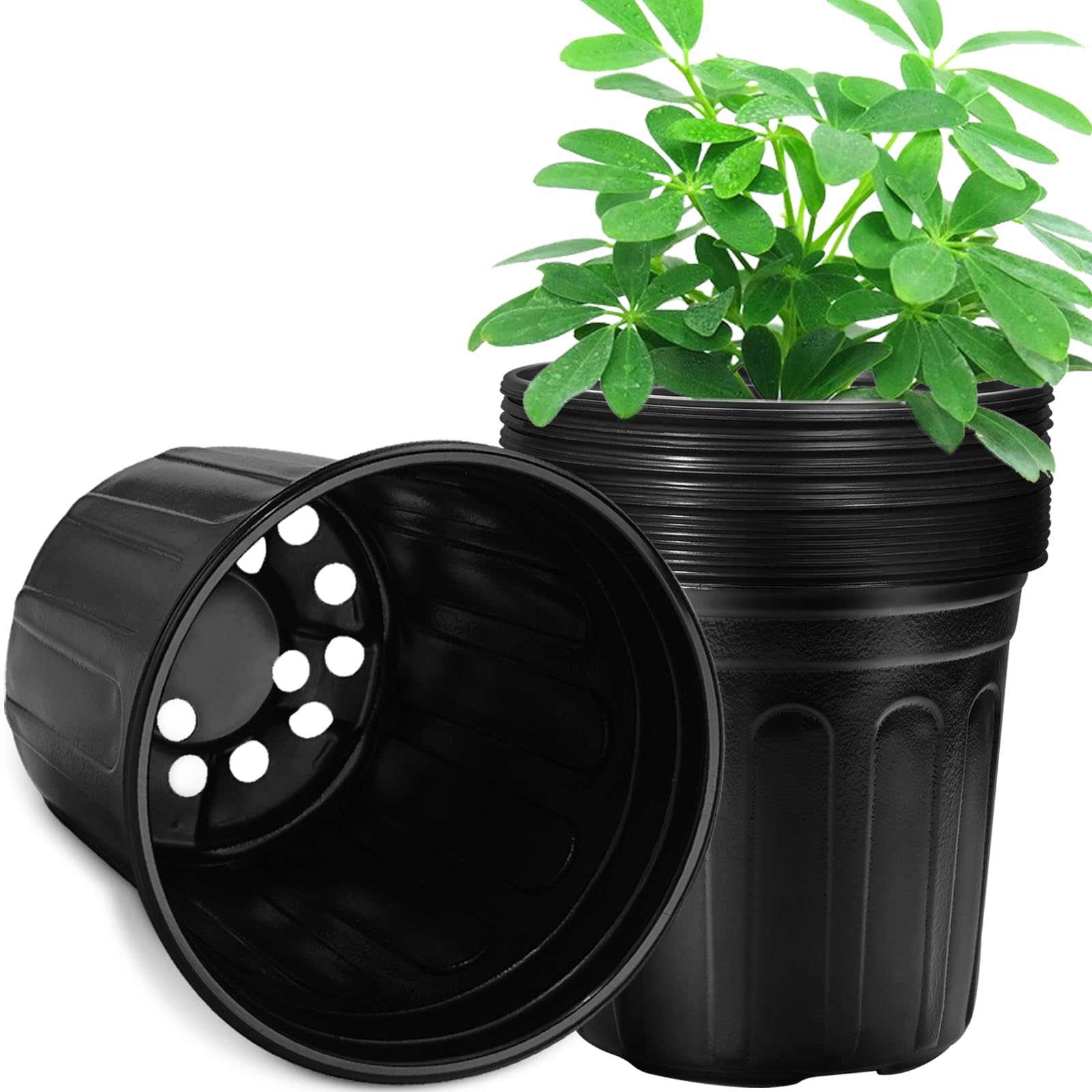 RAOOKIF front view of 12-pack pots showing neat packaging and space-saving benefit