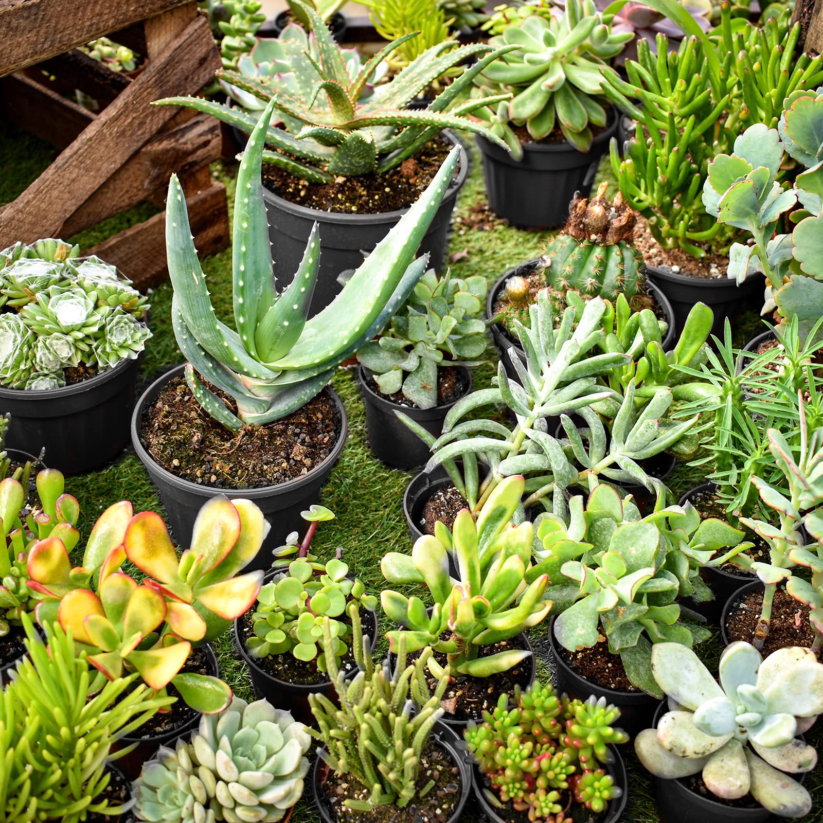 RAOOKIF pots on garden bench with seedlings, organized workflow