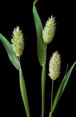Raw Garden finely ground canary seed flour demonstrating baking-ready texture benefit: versatile ingredient