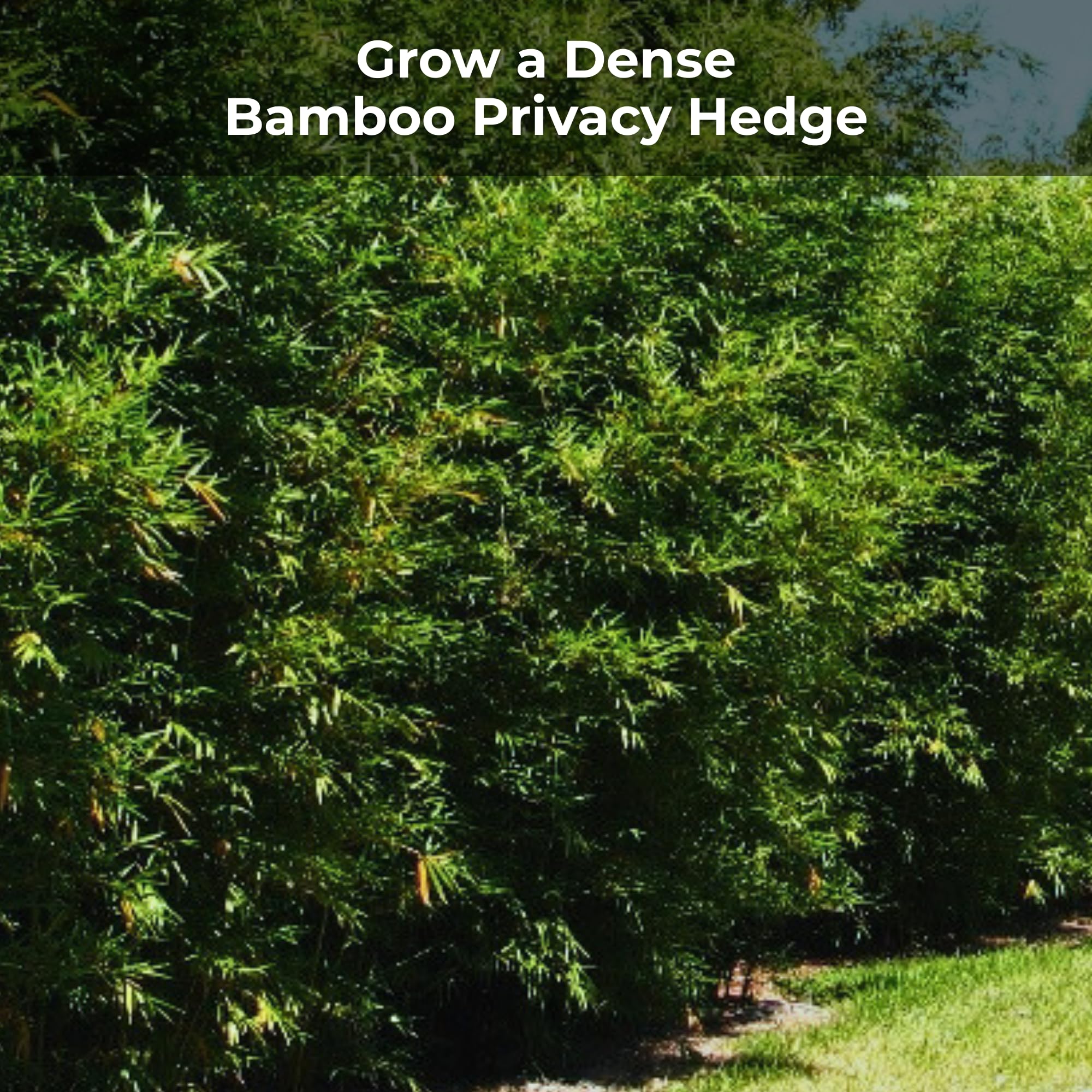 Granules being applied under bamboo canopy by hand demonstrating Real Growers even coverage benefit