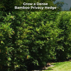 Granules being applied under bamboo canopy by hand demonstrating Real Growers even coverage benefit