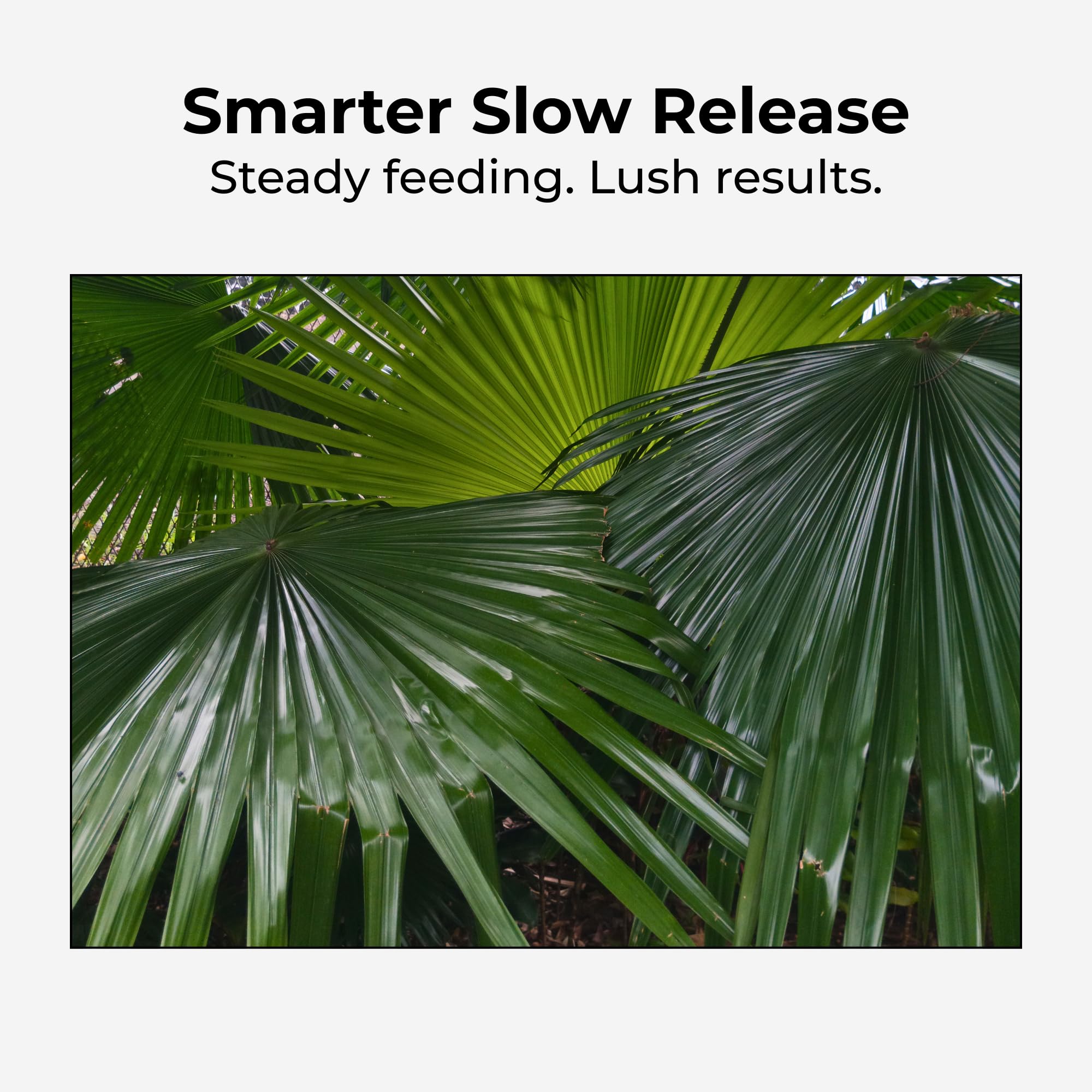 Real Growers before and after palm color improvement example