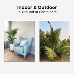 Real Growers used on container palm demonstrating healthy growth