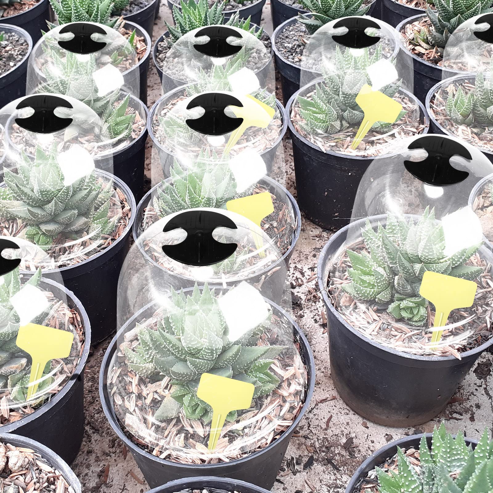 Remerry cloches placed across a garden bed demonstrating coverage