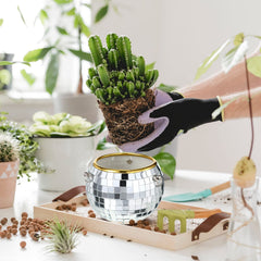 Remerry hanging planter with succulent demonstrating use and enhanced light reflection benefit