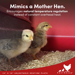 RentACoop hard anti-roost cone mounted preventing chicks from standing on plate