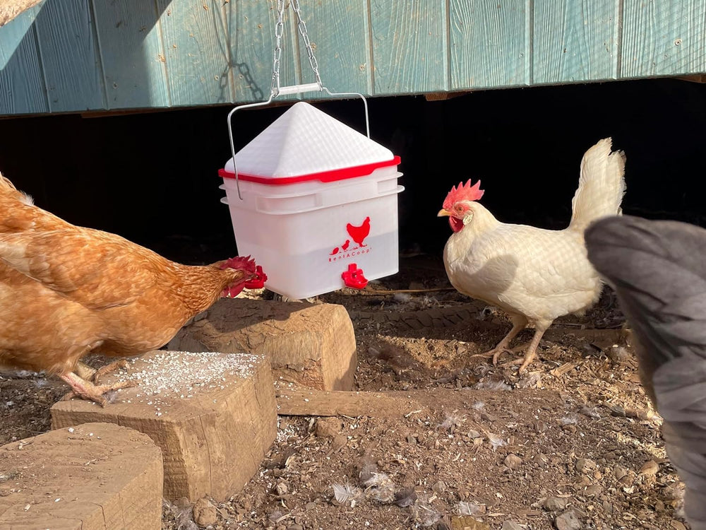RentACoop buckets lifted off stands for quick refill and sanitation