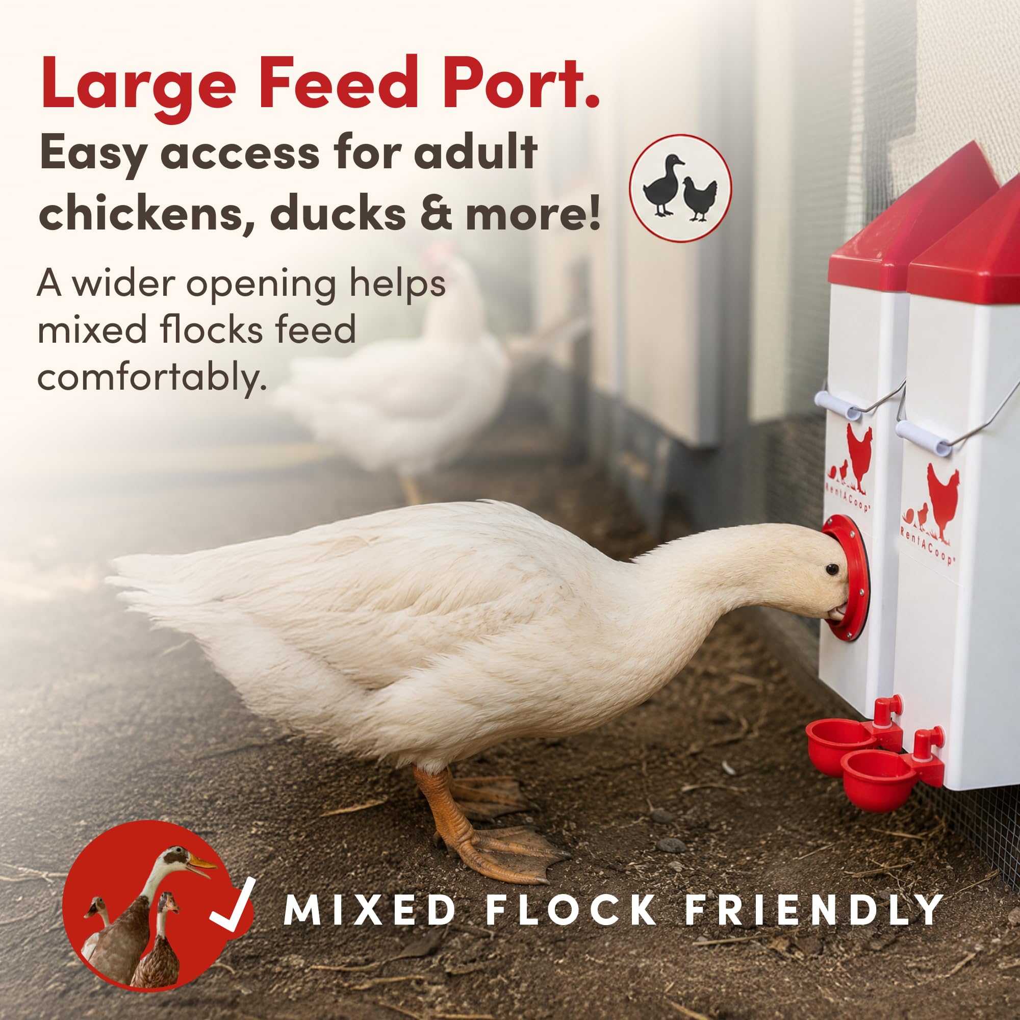 RentACoop feeder trough and 10lb capacity view preventing feed waste