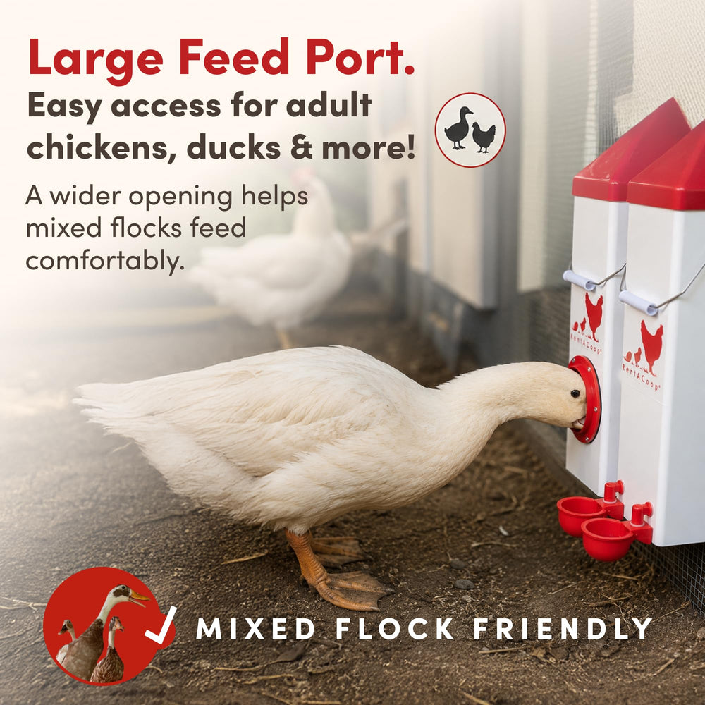 RentACoop feeder trough and 10lb capacity view preventing feed waste