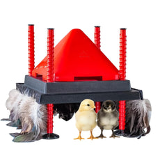 RentACoop heating plate front view showing compact surface and plug for safe warmth