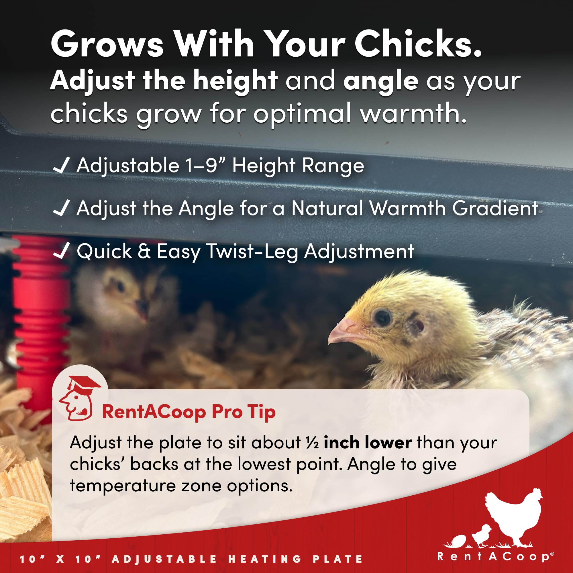 RentACoop in brooder setup with chicks illustrating safer, lamp-free warming