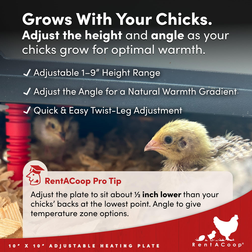 RentACoop in brooder setup with chicks illustrating safer, lamp-free warming