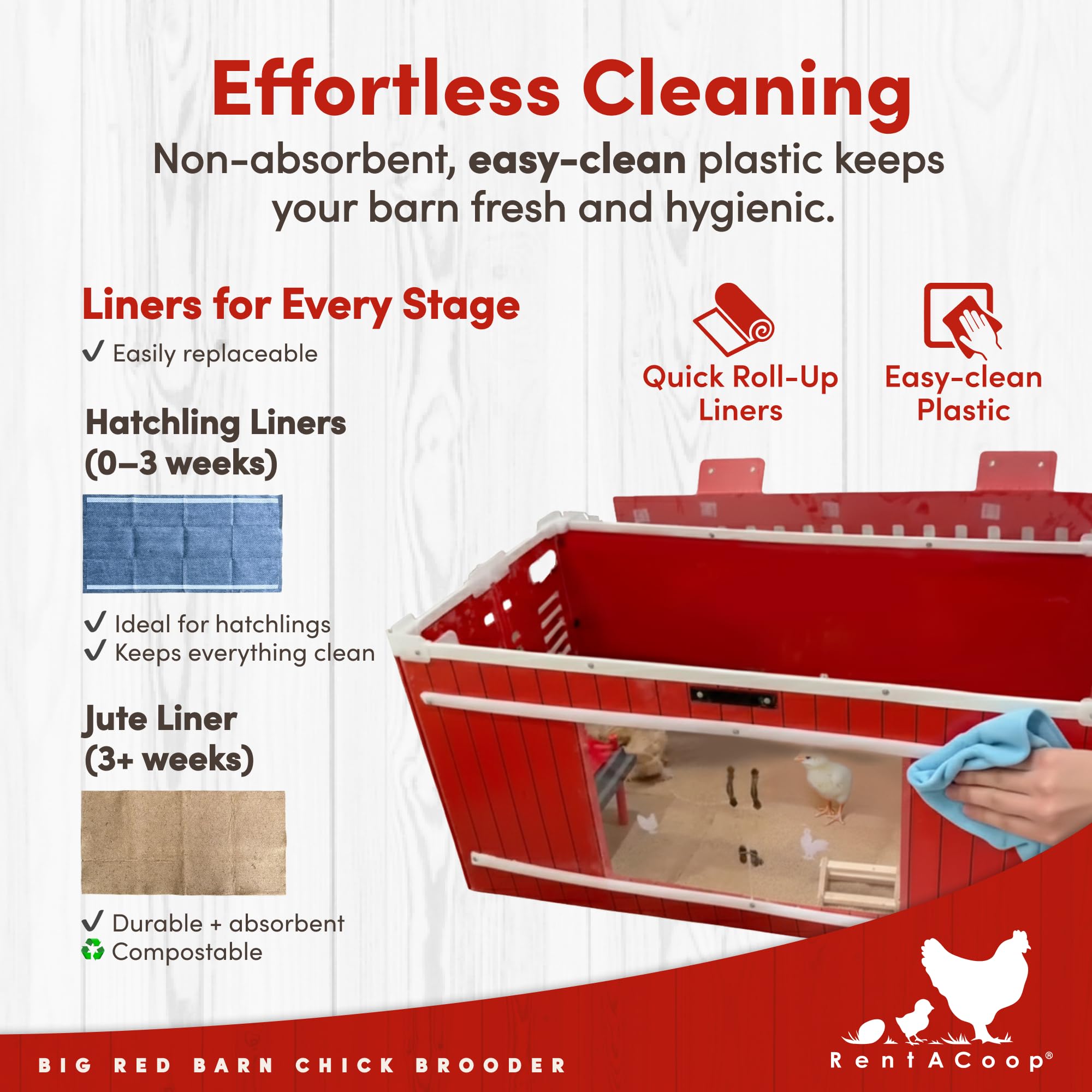 RentACoop in-use with chicks exploring safe, draft-free interior