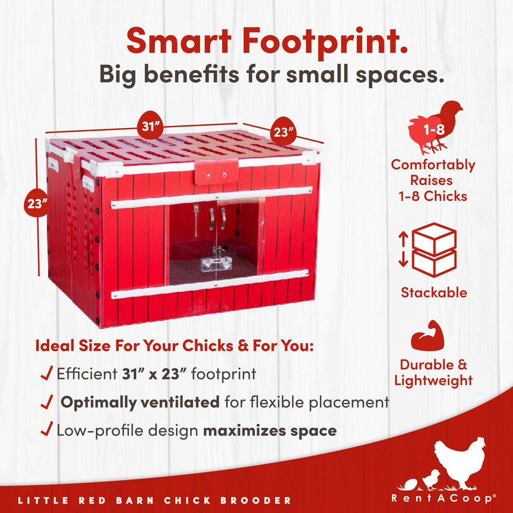 RentACoop brooder interior with chicks, promotes bonding and calm handling
