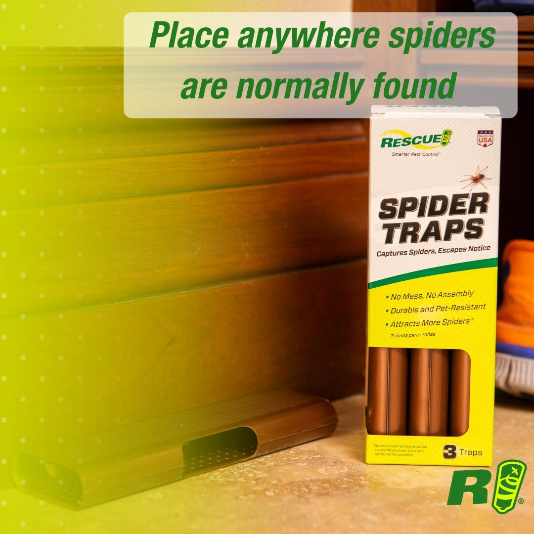 RESCUE! trap placed along baseboard to intercept roaming spiders