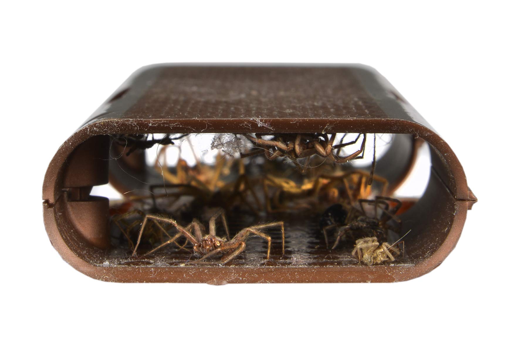 RESCUE! three-pack opened displaying all disposable traps included