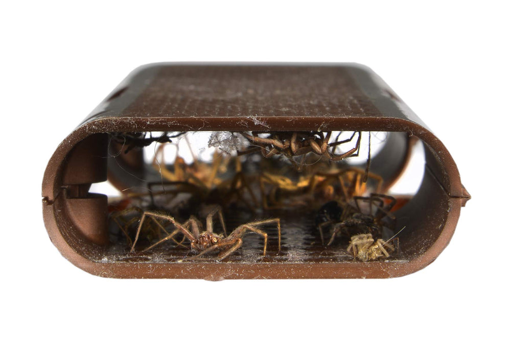 RESCUE! three-pack opened displaying all disposable traps included