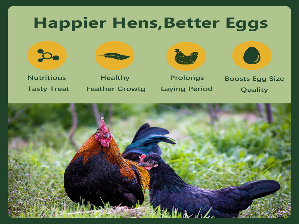 Rexilon chickens eating larvae from dish demonstrating quick acceptance and enrichment
