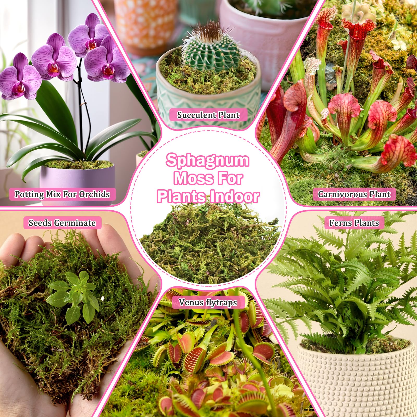 Riare moss inside glass terrarium with miniature plants — decorative finish
