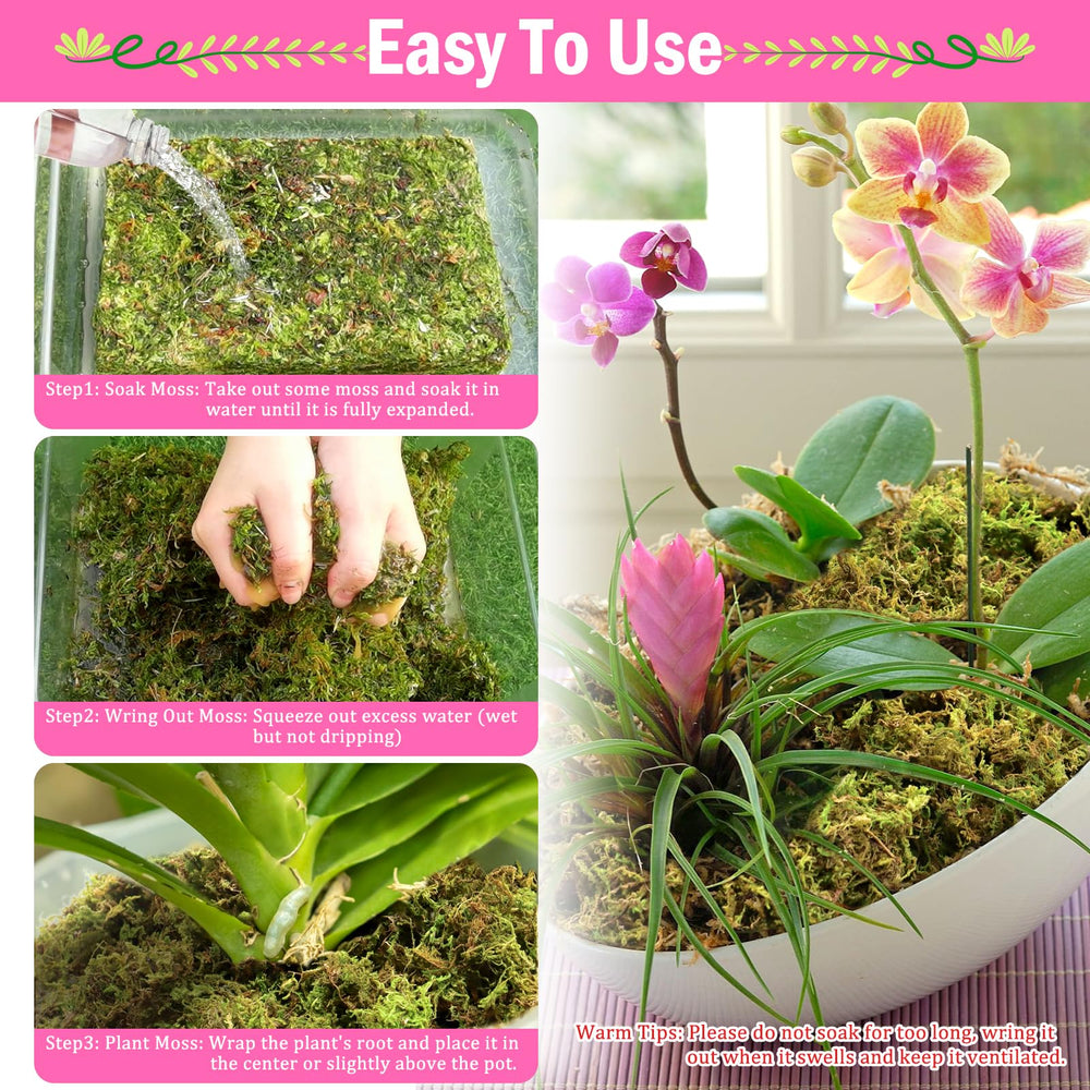 Riare moss packed around orchid roots in pot — improves aeration