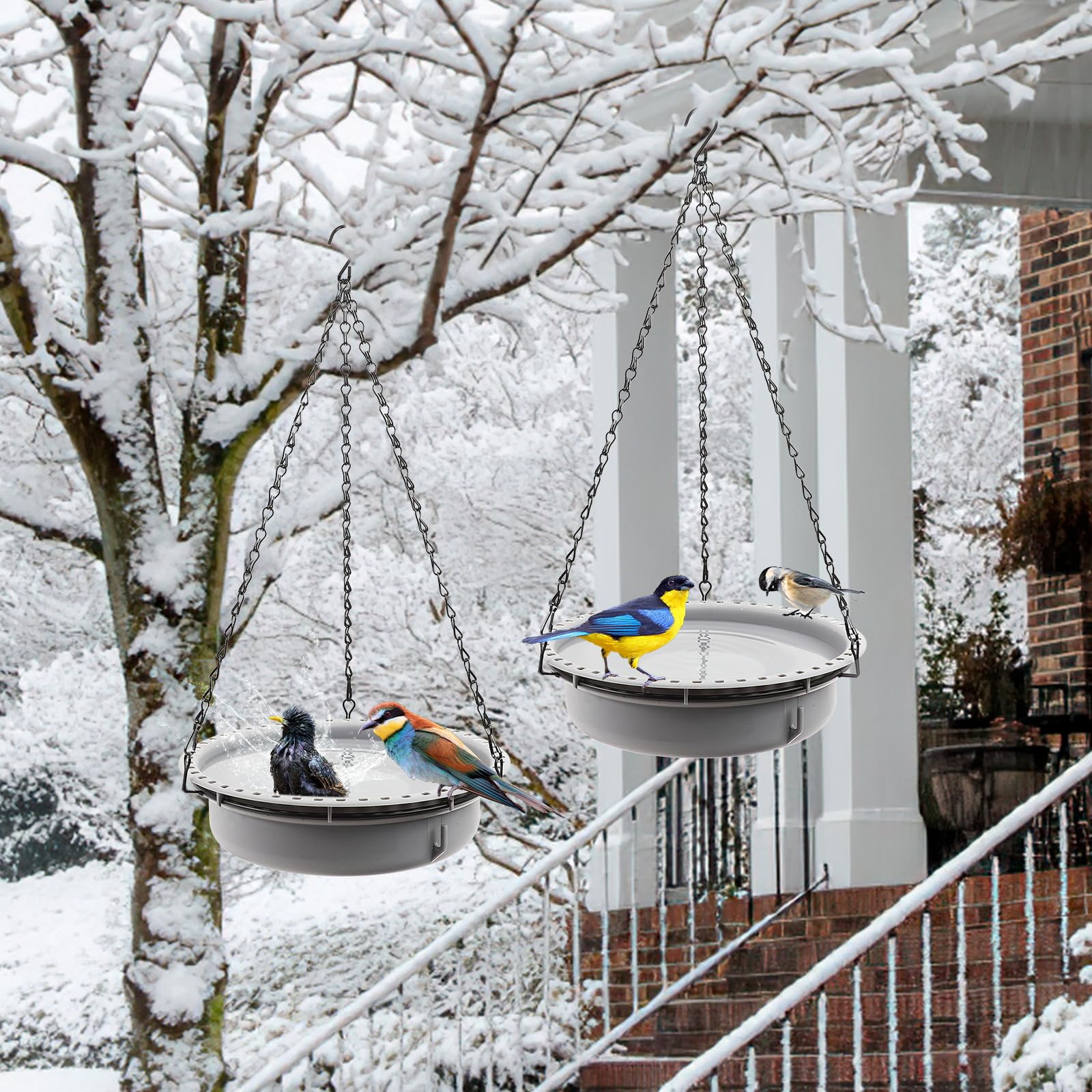Ribgwo bird bathing in heated bowl on snowy day, illustrates attracting birds in cold weather