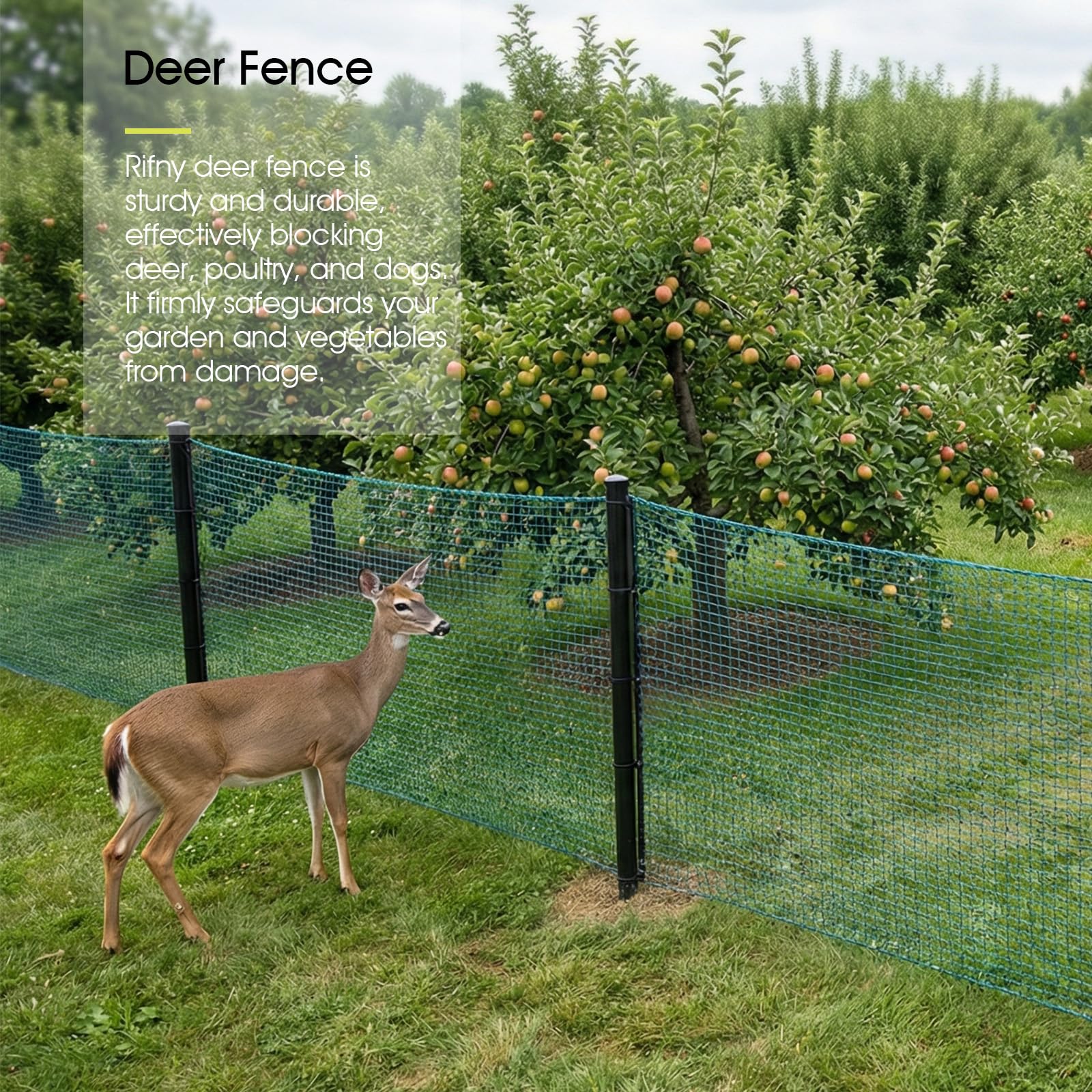 RIFNY netting covering vegetable bed to protect crops while allowing sunlight
