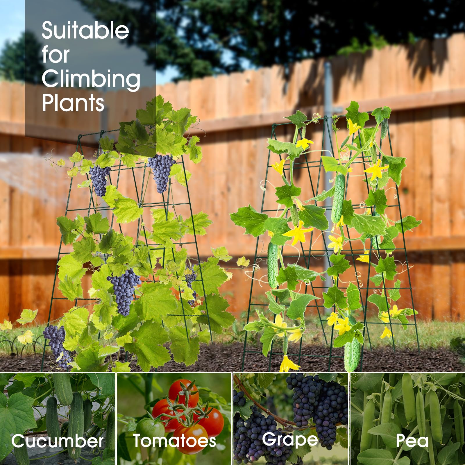 RIFNY trellis in a backyard setting adding vertical interest and organized vegetable beds