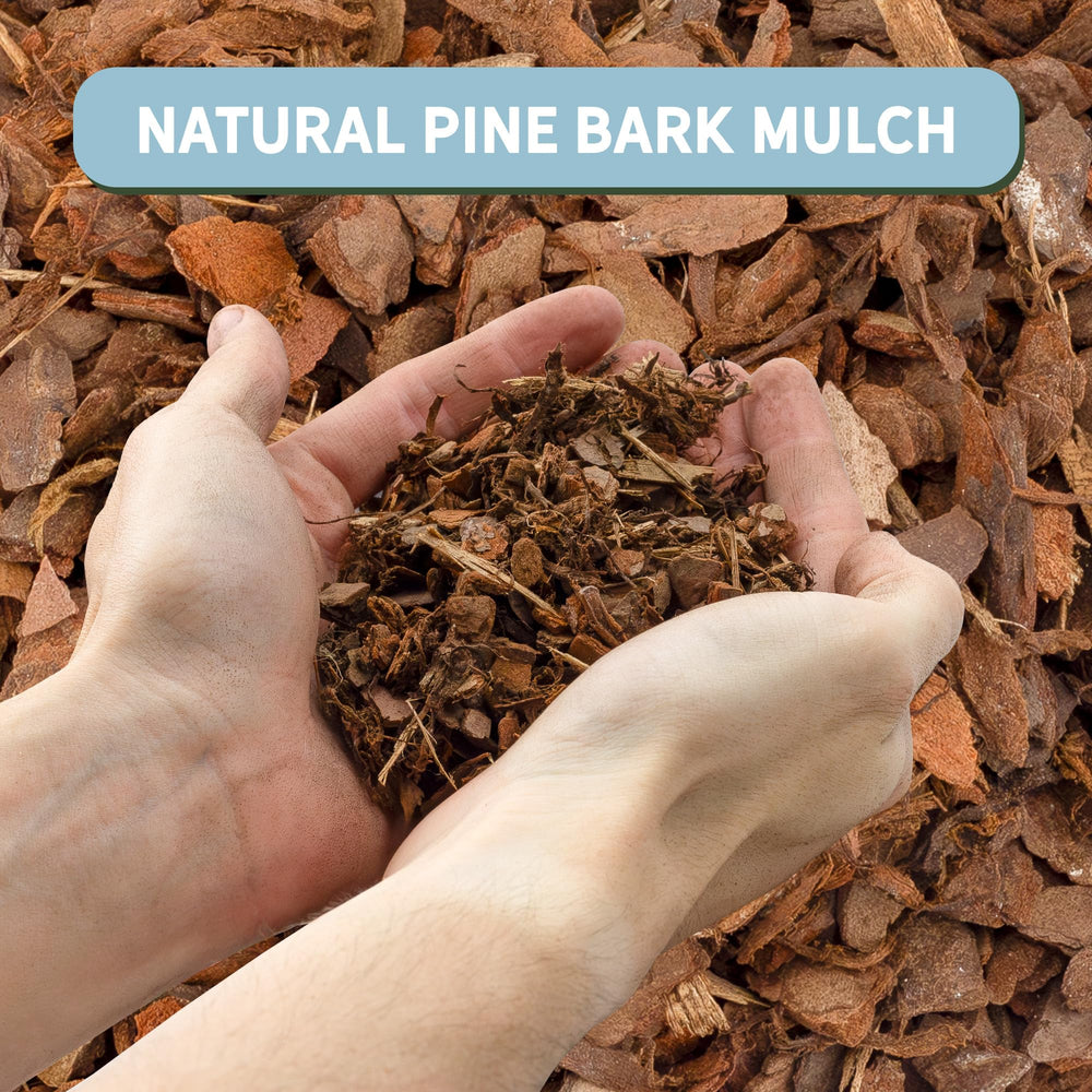 Rio Hamza Trading mulch layered in a 12-inch pot for neat presentation