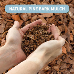 Rio Hamza Trading mulch layered in a 12-inch pot for neat presentation