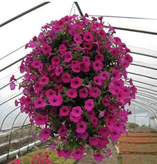 Rocky Mountain Goods hanging basket on porch showing attractive display and easy maintenance