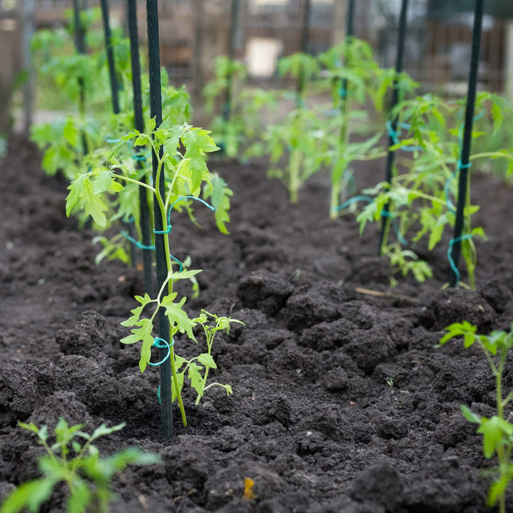ROMODEN stakes supporting mature tomato plant showing sturdy vertical support
