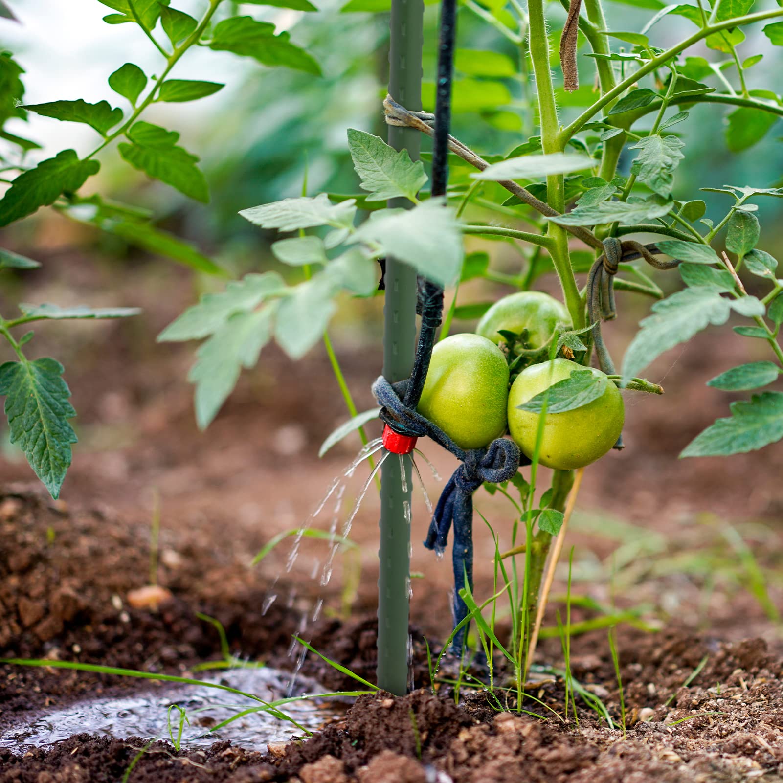 ROMODEN stakes in a pot beside a ruler showing 48-inch scale and fit