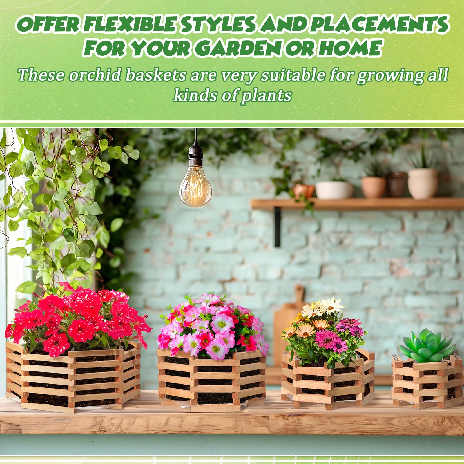 Romooa orchid placed in wooden basket showing attractive rustic styling and root airflow