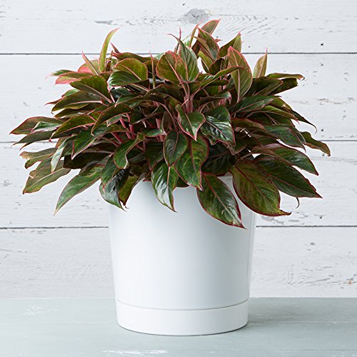 Root & Vessel planter in living room with plant showing aesthetic and scale benefits