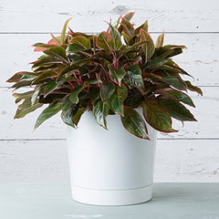 Root & Vessel planter in living room with plant showing aesthetic and scale benefits