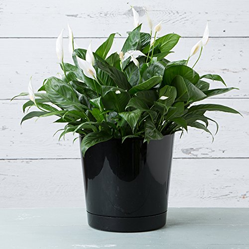 Root & Vessel planter in living room with plant illustrating stylish indoor benefit