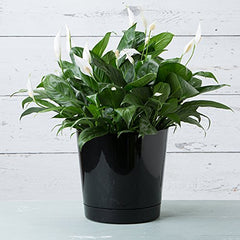 Root & Vessel planter in living room with plant illustrating stylish indoor benefit