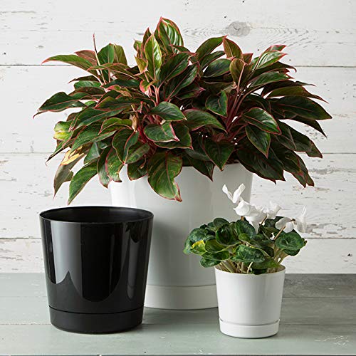 Root & Vessel pot styled in living room setting adding contemporary decor appeal