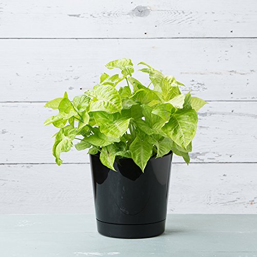 Root & Vessel pot with plant in use demonstrating deep root space and healthy growth